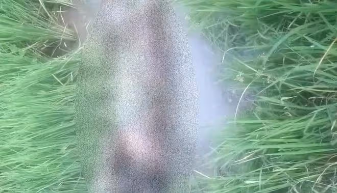 15歲女孩被玷污致死，褲襠發現芝麻粒，施暴者手段令人憤慨