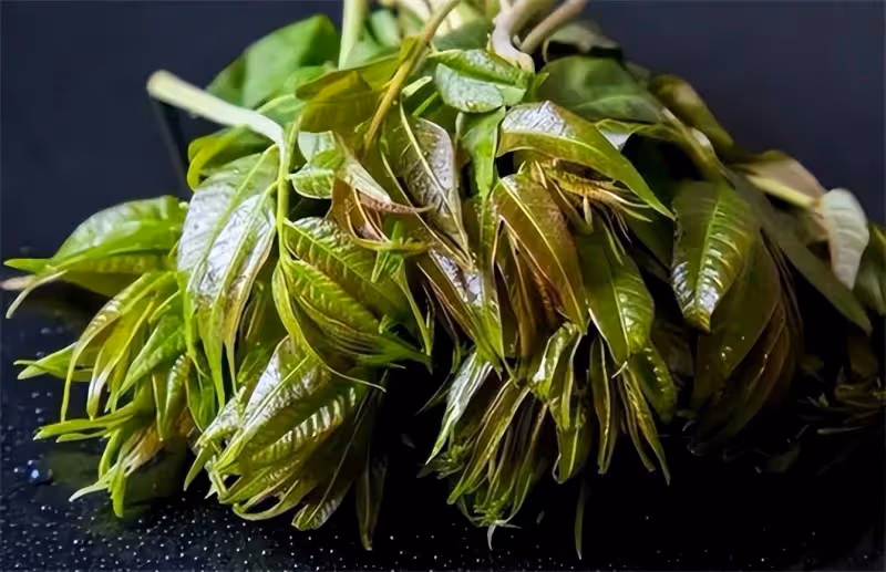 香椿該不該焯水?香椿要先焯水幾分鐘?今天告訴你,不要再做錯了