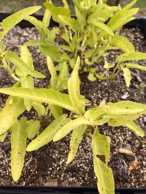 曹蘭隱居台東!她卸明星光環「親自除草種芭蕉」樂當農家婦 1年曬出「健康小麥肌」滿臉笑容好幸福