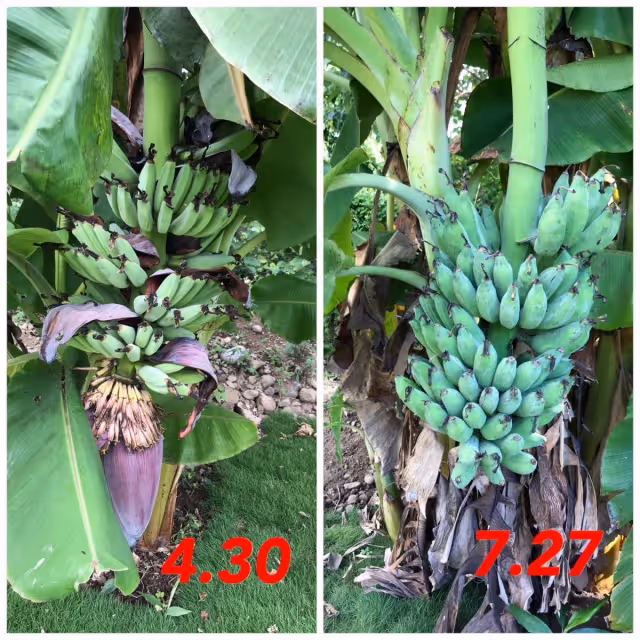 曹蘭隱居台東!她卸明星光環「親自除草種芭蕉」樂當農家婦 1年曬出「健康小麥肌」滿臉笑容好幸福