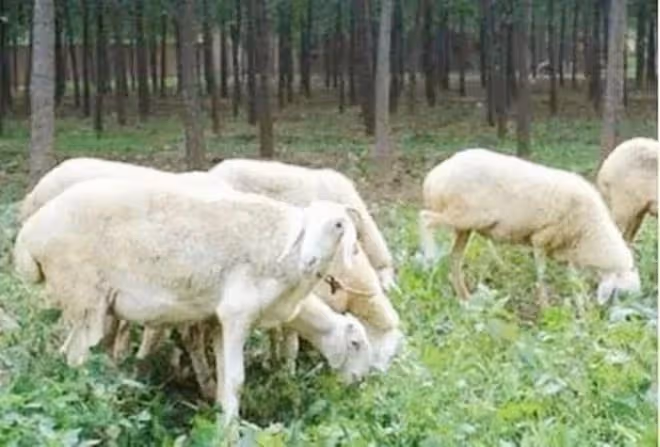 2015年,男子辭職回深山造10000米圍欄「圈山養羊」,現是賺是賠
