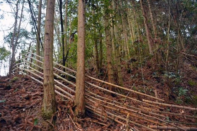 2015年,男子辭職回深山造10000米圍欄「圈山養羊」,現是賺是賠