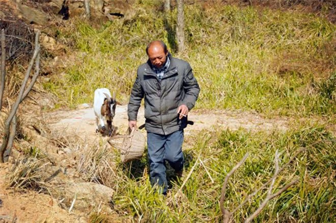 2015年,男子辭職回深山造10000米圍欄「圈山養羊」,現是賺是賠
