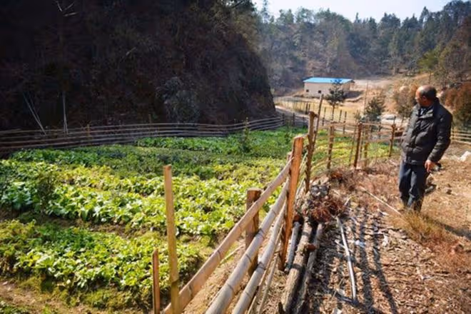 2015年,男子辭職回深山造10000米圍欄「圈山養羊」,現是賺是賠