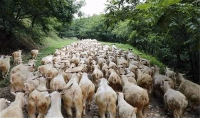 2015年,男子辭職回深山造10000米圍欄「圈山養羊」,現是賺是賠