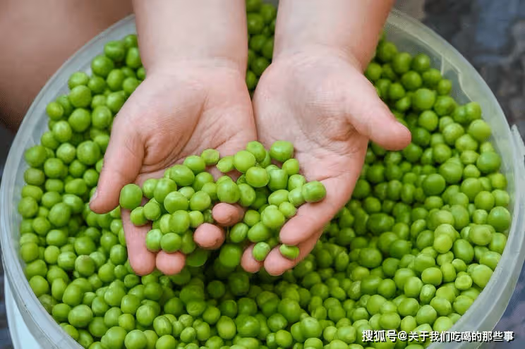 保存豌豆別再焯水了,教你一招,放一年也飽滿鮮嫩,不縮水不發黃