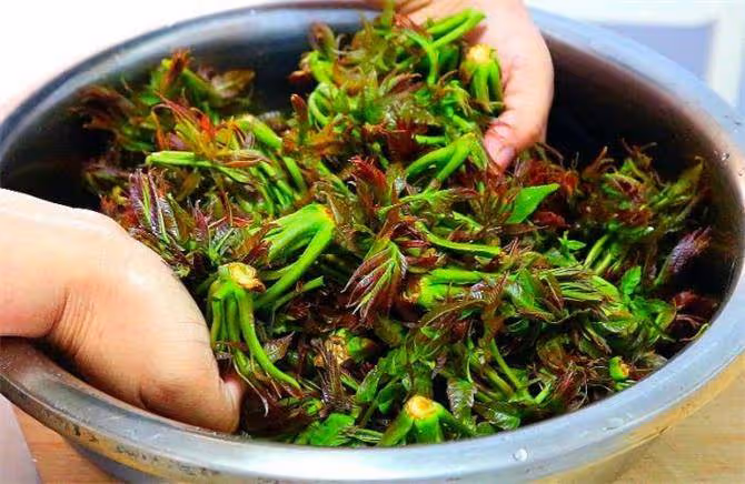 香椿芽到底要不要焯水?很多人都沒搞明白,難怪總感覺差點意思