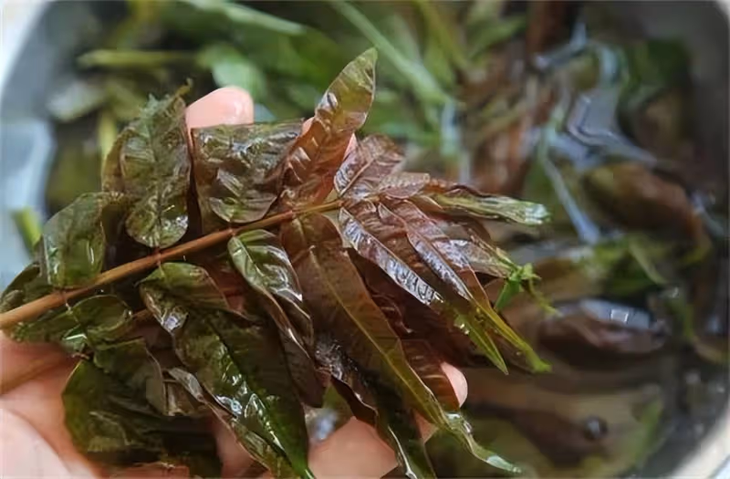 香椿應該生腌還是熟腌?哪種食用方法更好吃呢?