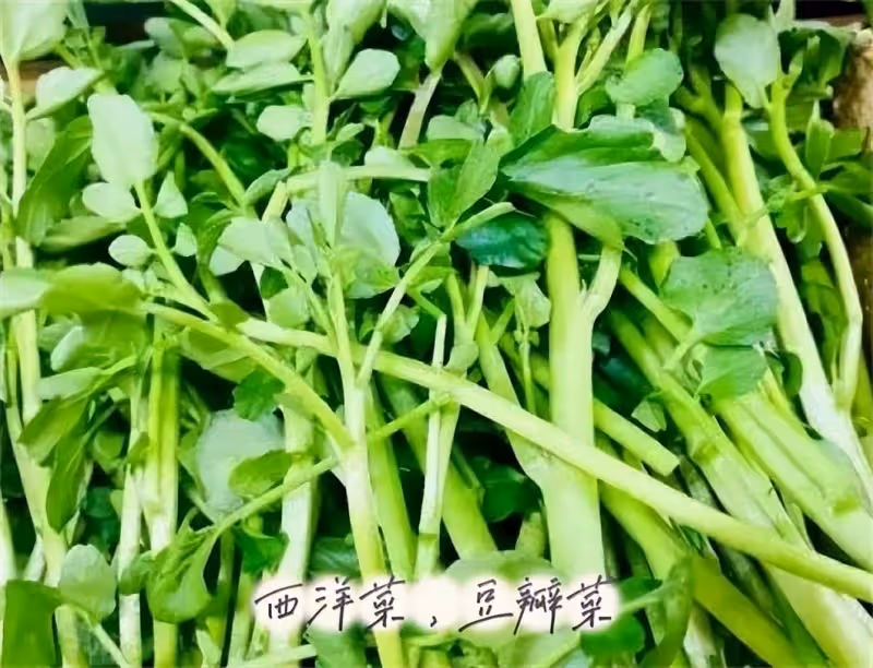 西洋菜是什麼菜?它對人體有什麼功效與作用?看完你就明白了