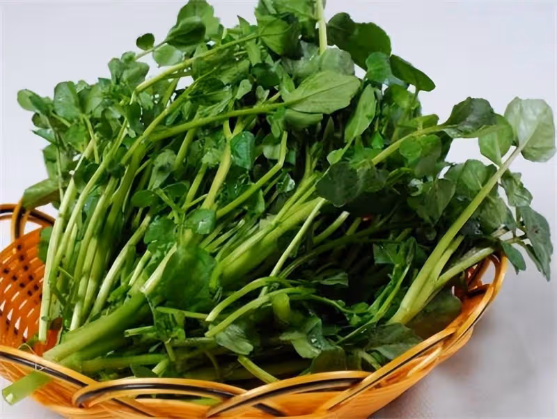 西洋菜是什麼菜?它對人體有什麼功效與作用?看完你就明白了