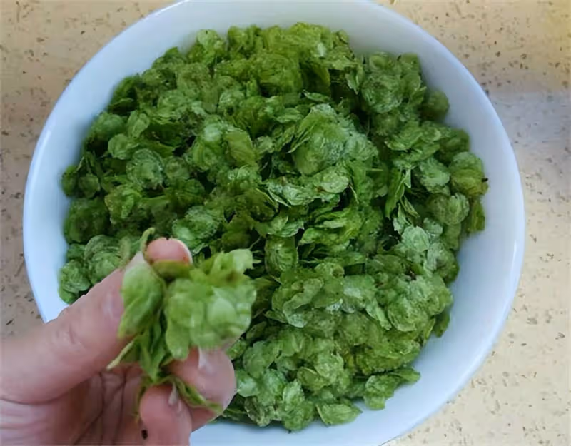 榆錢為什麼在烹飪之前要焯水?榆錢吃的多了有毒嗎?