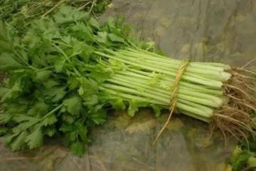 芹菜可是寶,養生離不了,只吃莖稈不吃「葉」,營養全跑了!