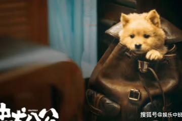 電影《忠犬八公》定檔什麼時候上映？《忠犬八公》講的是什麼故事