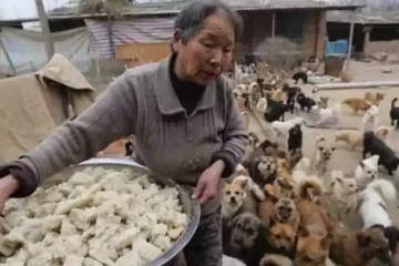 5位阿嬤養活「1300隻珍貴小生命」 無悔奉獻一生:牠們就像我的孩子