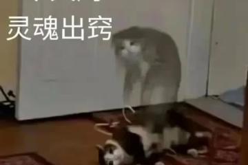 這就是現實中的美強慘吧……