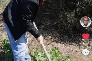 50歲戲骨黑子沒戲拍回鄉種地!在烈日下手拿鋤頭,種蠶豆笑容淳樸