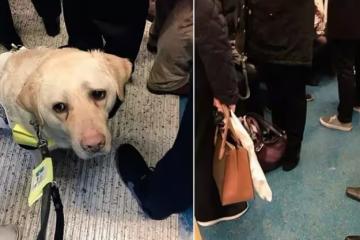 「愛心車廂」沒人要讓位！導盲犬「不小心滑倒」無助看主人：對不起我找不到....