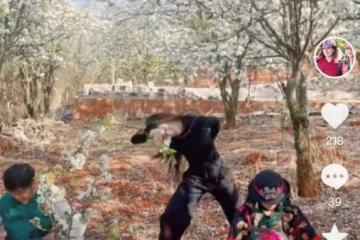 楊麗萍姐妹倆賞花品茶，為拍照扯樹枝搖花瓣雨，妹妹戴鴿子蛋搶鏡