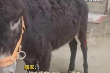 笑噴!男子從山東網購活驢,幾天後收到貨,商家:已賣出1000多頭