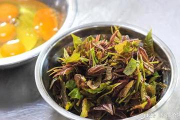 香椿炒雞蛋，春日美味的健康佳肴