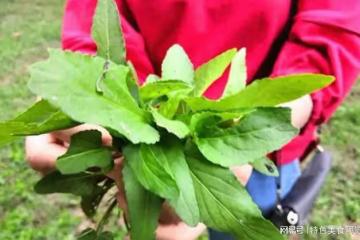 全國最好吃的7種野菜?50歲以上的人都挖過,你吃過幾種?