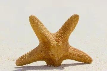 心理測試:選一個你喜歡的海星,測你什麼地方吸引人
