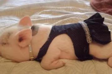生肖豬與誰一起會走好運？若和3生肖締結良緣，家庭安康婚後帶財