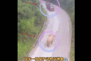 亞洲象「碰瓷」大貨車？無人機拍下驚險一幕，司機太難了！