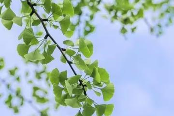 5月，4個星座女，有容有貌還有智慧，知道想要什麼，成功不在話下