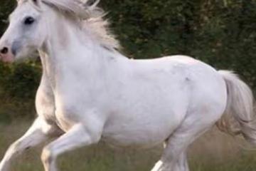 運勢一路順風,屬馬人在職場中如魚得水,取得出色的成就