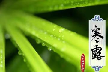 寒露可以種哪些菜？這5種蔬菜寒露後放心種，高產種植經驗分享