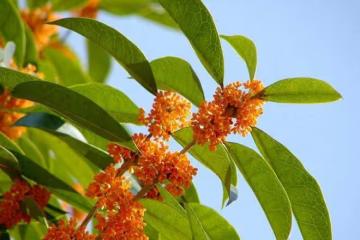 天秤座你必須知道:明天起吉星高照,後天起鴻運當頭,快接!
