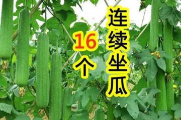 絲瓜怎麼種產量高？老農傳授你5個訣竅，結瓜一茬接一茬