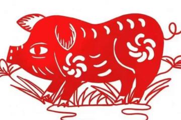 2024生肖豬這兩大禁忌，看看你中招了沒！