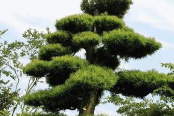 鎮宅之樹，讓你的陽宅風水更上一層樓！