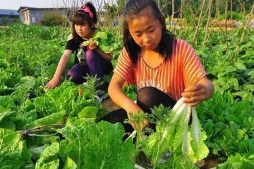 處暑能種哪些菜？6種田園菜可在處暑放心種，太早太晚都不適合