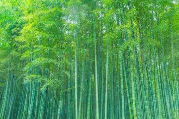 什麼除草劑可以殺滅竹子？試試用「環嗪酮」，輕鬆根除竹子