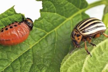 蔬菜蟲害防治難？學會用微生物來防治，蟲害少、無農藥殘留