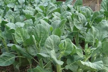 芥藍被稱為「抗癌蔬菜」,如何高產栽培?3分鐘學會