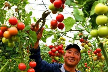 磷酸二氫鉀記得加點料，增產效果更加好，很多人還不知道