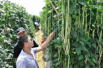 豆角落花落莢嚴重？老農教你3個「殺手鐧」，豆角結滿枝頭