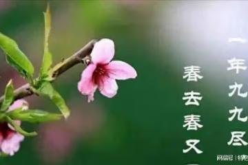 九盡花不開，水果擠破街！今日「出九」，這句話又預示著什麼？