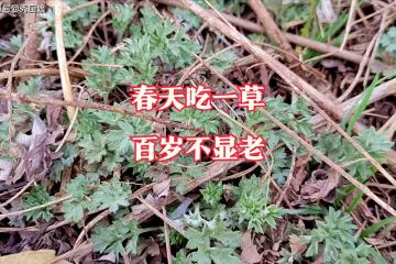 老人說「春天吃一草,百歲不顯老」,這「一草」指啥?別不懂吃!