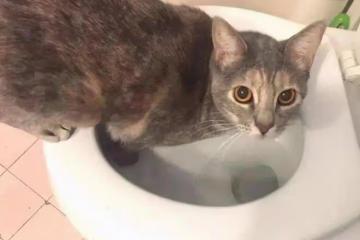 為什麼貓咪寧可喝馬桶水，也不願意喝碗里的水？