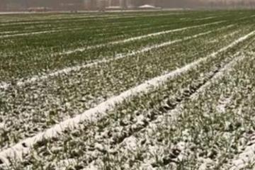 老話說「雪打臘月頭，瘦馬不瘦牛」，原來還有這講究呢？