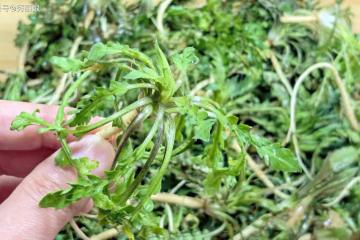 春天,看到這菜大膽吃!一養肝、二護眼、三排毒、四通便,別錯過