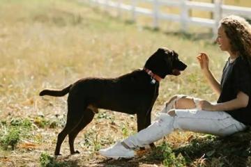 揭秘狗狗最害怕的懲罰方式！為了愛犬，你一定不能錯過！
