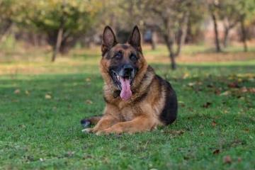 護衛犬排行榜前十名:守護家庭安全的忠誠衛士