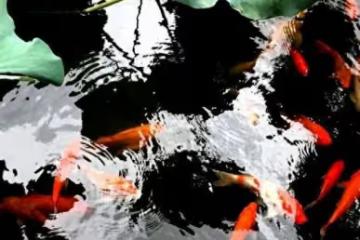 好消息!你居然是天生的金錢吸收器!生 肖兔:財富滿滿的秘密