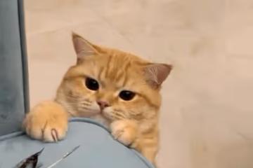 變臉認不出了？